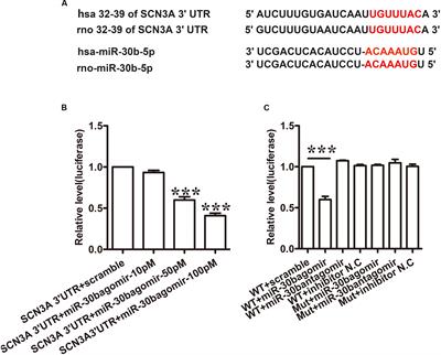 MiR-30b Attenuates Neuropathic Pain by Regulating Voltage-Gated Sodium Channel Nav1.3 in Rats
